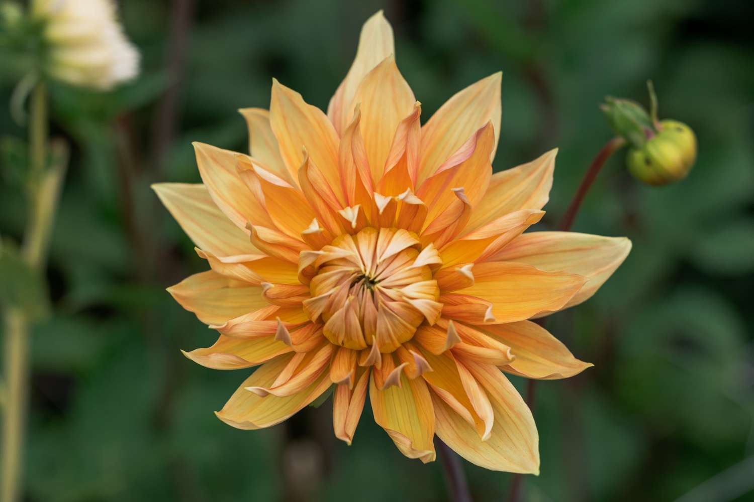 Dahlia 'Hamari Gold'
